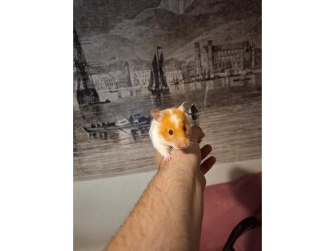 Bedava yetişkin hamster sahiplendirme