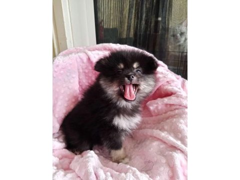 Son kalan teacup pomeranian boo bebeğim