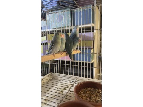 Yavru forpus papağanları