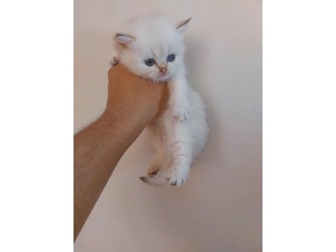 Şecereli bebek kediler uygun puan verilecek