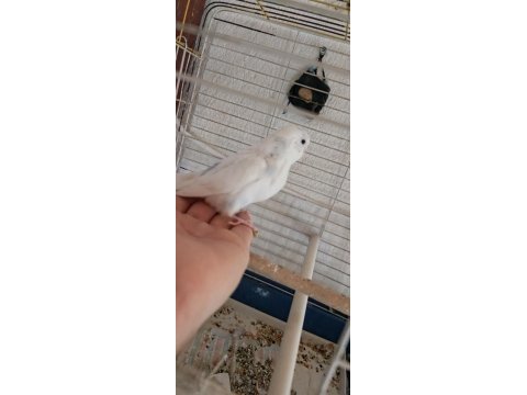 Yavru muhabbet kuşu bulunur ele alıştırmalık erkek