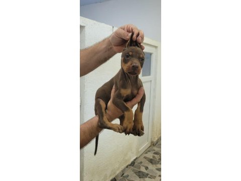 Kızıl doberman yavrularımız
