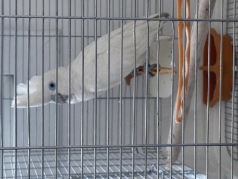 9 aylık dişi ve erkek kakadu