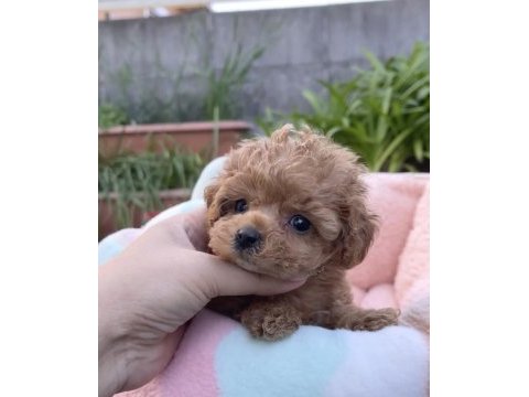 Kıvır kıvır toy poodle