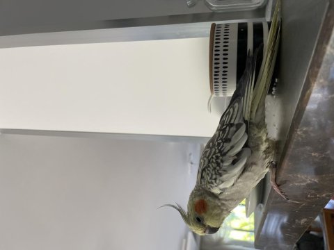 Evcil 9 aylık sultan papağanı kafesiyle birlikte