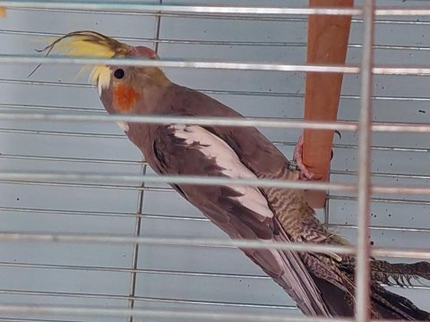 3 aylık erkek sultan papağanı