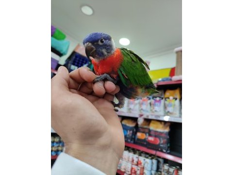 İnanılmaz güzel renklere sahip bebek gökkuşağı lori