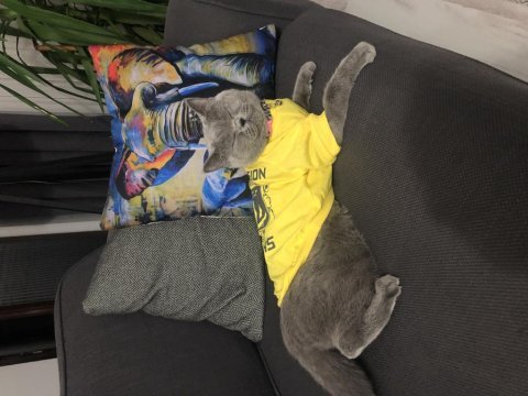 Safkan british shorthair dişi kedimize acil yuva arıyoruz