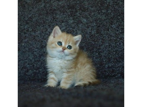 Anne baba şecereli safkan golden british shorthair