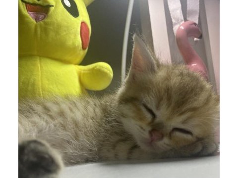 British shorthair golden tabby erkek yavru