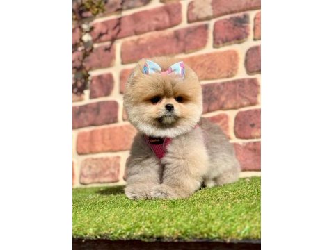Safkan pomeranian boo yavrularımız