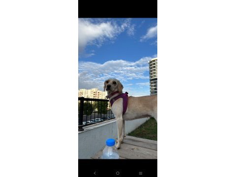 2 yaşındaki melez yavru köpeğimize yuva arıyoruz