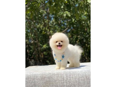 Show class orjinal ayı surat pomeranian boo yavrularım