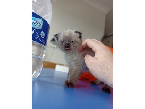 Harika kirli beyaz scottish fold