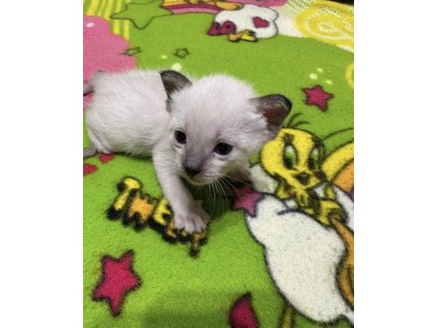 Yeni doğmuş siyam kedisi yeni yuvasını arıyor