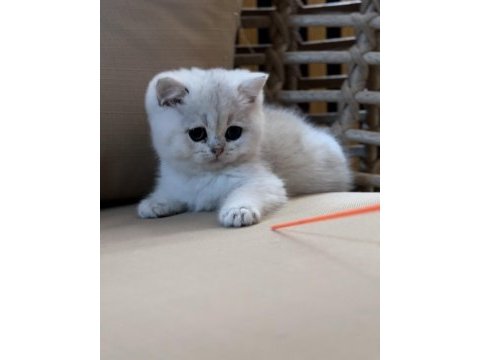 Safkan british shorthair