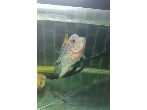 Flowerhorn 25 cm sağlıklı