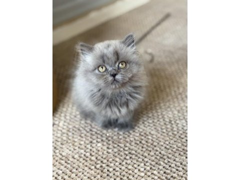 British longhair cer