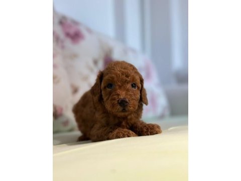 Toy poodle yavrularım