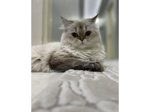 15 aylık erkek british longhair