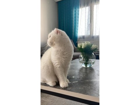 Scottish fold 3 yaşında