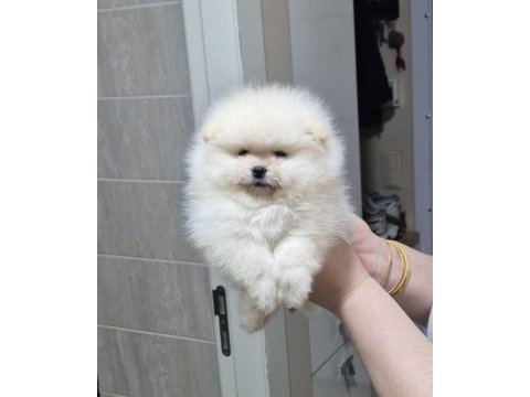 Mini boy küçük prenses pomeranian boo
