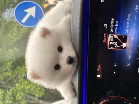 Premium ayı surat bebek pomeranian boo