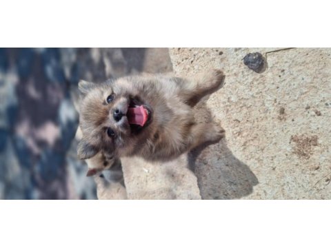 Nadır renkte chihuahua bebekler