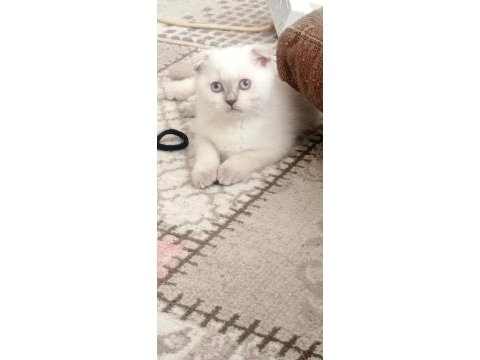 Safkan blue point scotish fold