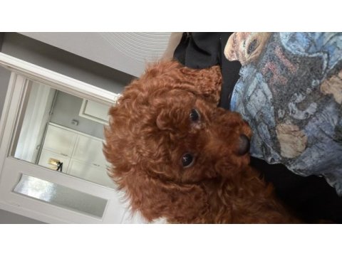 Safkan kore 3 aylık koyu renk poodle
