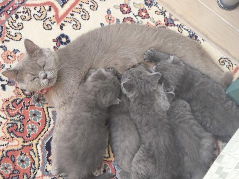 2 aylık yavru blue point ve british