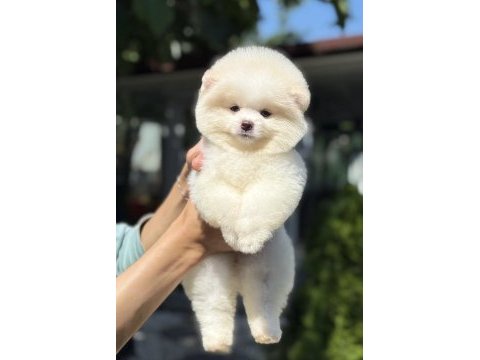 Dişi ayıcık pomeranian boo