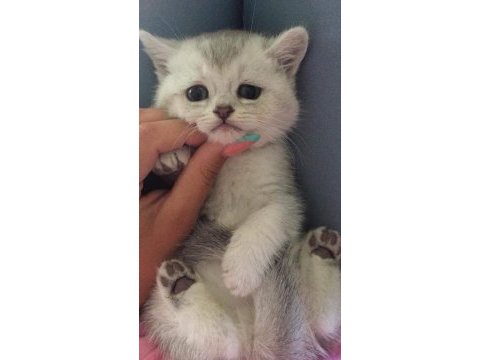 Silver british shorthair ve scottish fold dişiler