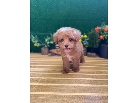 Maltipoo bebekler referans yavru