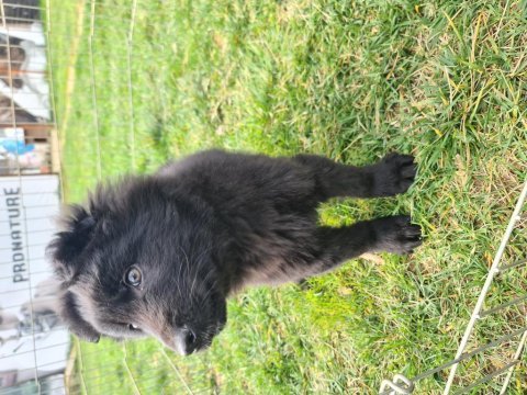 Black solid alman çoban köpeği yavruları akkuş üretim
