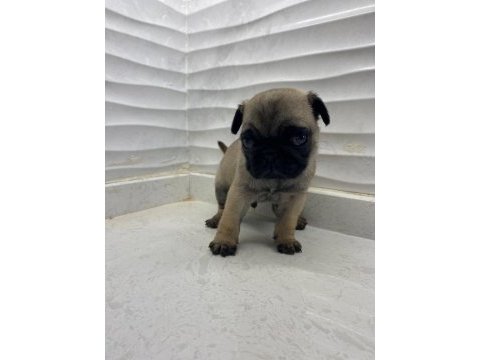 Safkan pug yavruları