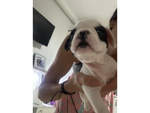 Akıllı french bulldog oyun köpeği