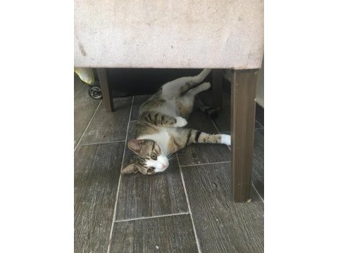 7 aylık erkek tekir kedisi