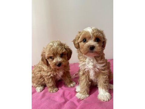 Anne babadan orjinal maltipoo bebekleri