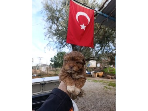 Maltipoo yavrum 55 günlük