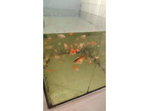 Oranda yavruları