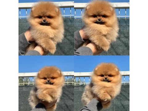 Mersin pomeranian yavrular