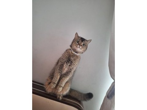 Dişi british shorthair kedime damat arıyoruz