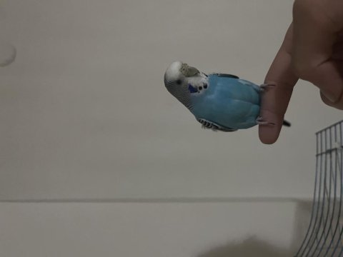 Muhabbet kuşu kafesiyle birlikte