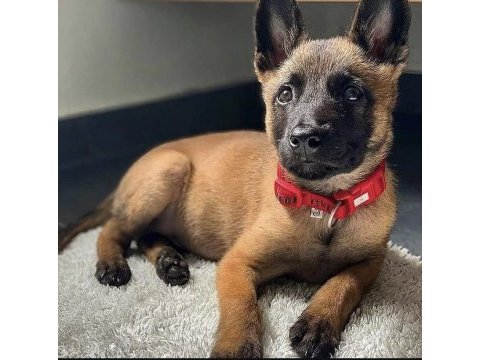 Malinois yavruları