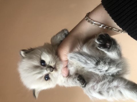 Scottish fold ve scottish blue point 1-2 aylık yavru
