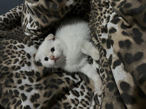 Scottish fold yavru kediler