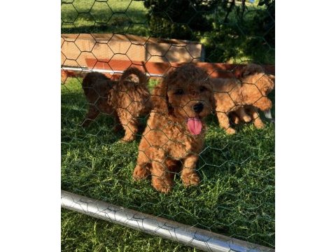 Üst kalite sağlık ırk garantili toy poodle yavrular