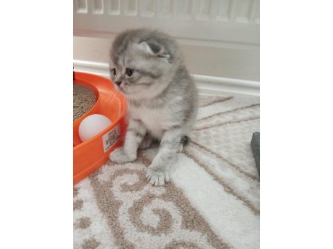 British shorthair ve longhair yavrularım