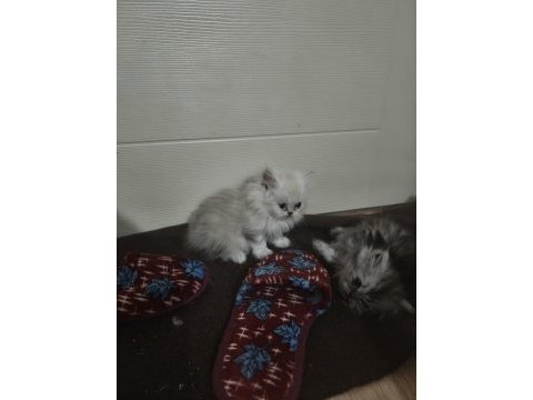 Chinchilla kediler